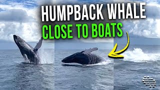 Humpback Whale Jumps Out of Water Then Lands on Its Back Close to a Few Boats