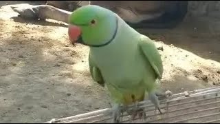 Ringneck Talking Parrot