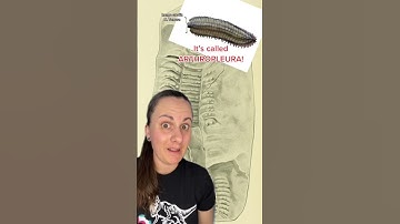 Fast Fossil Facts for Fossil Friday! - pt 9 #paleontology #fossil #learn #shorts