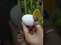 Fuchka With Egg🤩#shorts #viral #cooking #mini #miniature #panipuri #egg