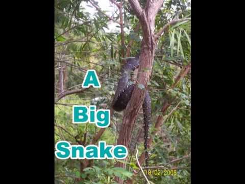 Big Hungry Diamond Python Snake
