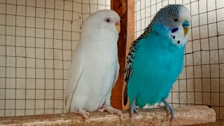 Chirping of Parakeet Budgie Birds 12 Hr , Listen to Nature Bird Songs, Meditation to Reduce Stress by Beel Pet Budgie Sounds  1,233 views 11 days ago 11 hours, 59 minutes