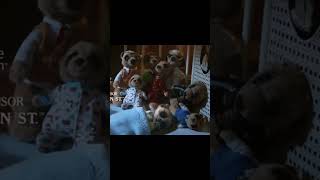 Compare The Meerkat Toys