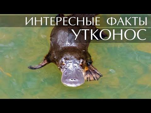 Утконос -  интересные факты