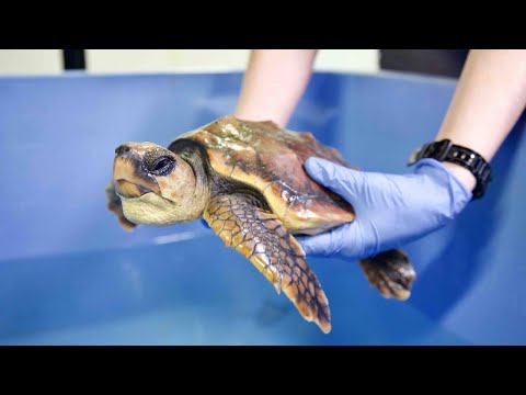 Video: Sådan Opdrættes Havskildpadder