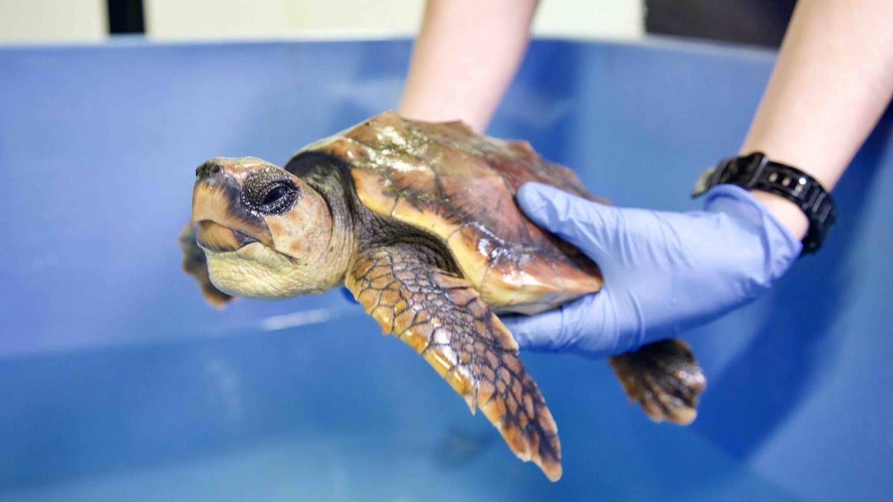 Strandet havskildpadde ankommet til Den Blå Planet