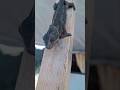 عدنا والحنين إلى أحبابي وأصدقائي في الشمال رحلة Cat سفر Short عدنا والحنين إلى أحبابي وأصدقائي في الشمال رحلة Cat سفر Short