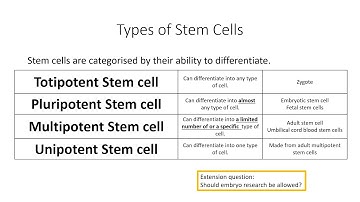 A-level Biology Stem cells and totipotency