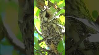 FACTS ABOUT OWLS #amazinganimals #didyouknow #animalfacts#learning #wildlifefacts#wildanimals#shorts