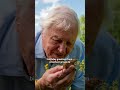 David Attenborough says thank you for his birthday messages - BBC