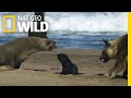 Seal Pups Face a Hungry Predator | Nat Geo Wild