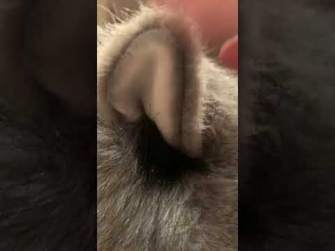 Folkmanis Timber Wolf puppet review - YouTube