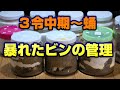 ３令中期～蛹化までの管理。暴れたビンはどうするの？　プレ企画のお詫びとご連絡！オウゴンオニクワガタチャンネル！