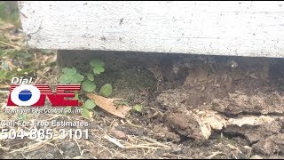 Termites Found on Shed Slab