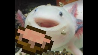 hrngh