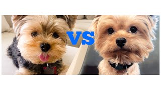 Yorkie vs Yorkie Poo (What's the difference) by Woof Gang 136,040 views 3 years ago 3 minutes, 32 seconds