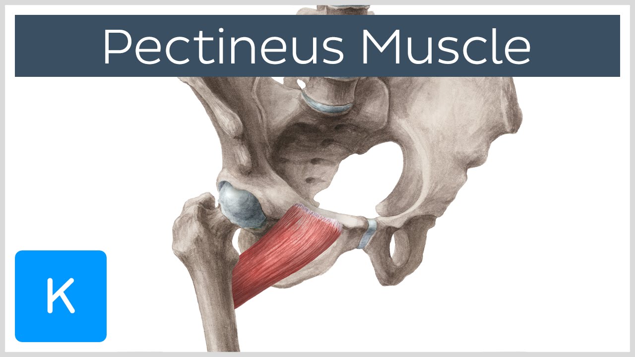 Pectineus Muscle Origin Insertion Function And Innervation Anatomy