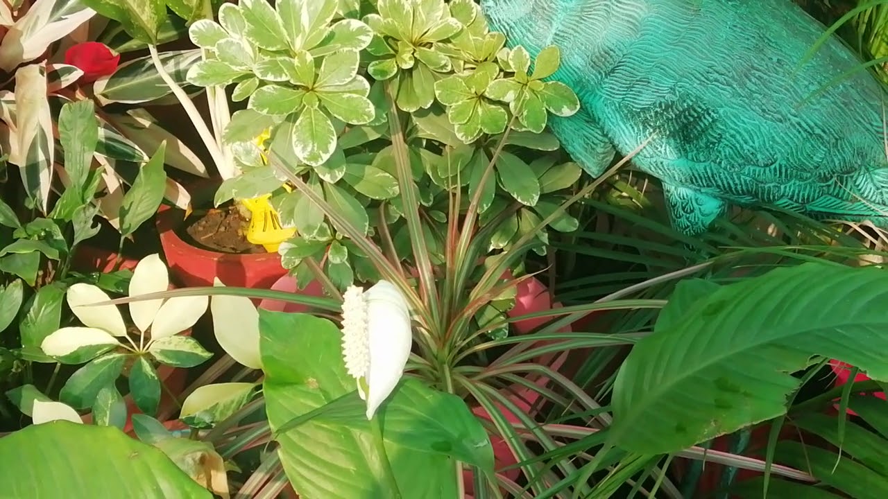 Summer care#tips# of indoor plants🌱🌿🌱🌿🌄🌿🌱🌿🌱 