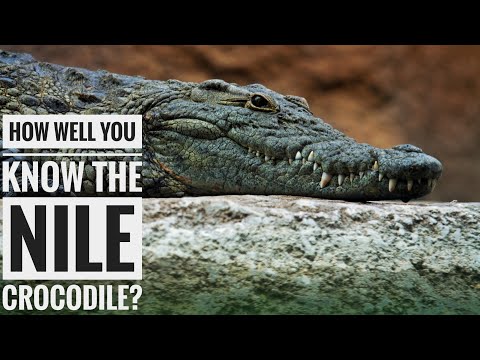 Nile Crocodile || Description, Characteristics and Facts!