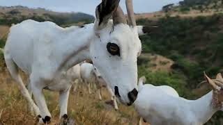 الأغنام في جبال ظفار 🐐 الماعز الصلالي الظفاري Sheep in the mountains of Dhofar salalah goats screenshot 3