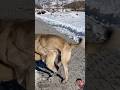 #animals #baffalo #stitch #puppy #dog #goat #comedy #funny #pets