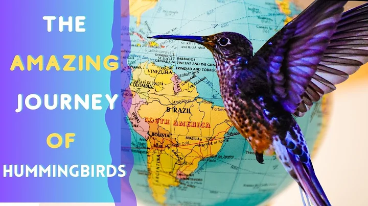 Hummingbirds And Their Annual Journey From North America To South America!