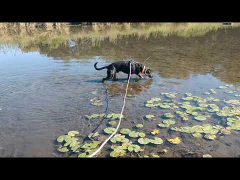 deer-tracking-dog-training.