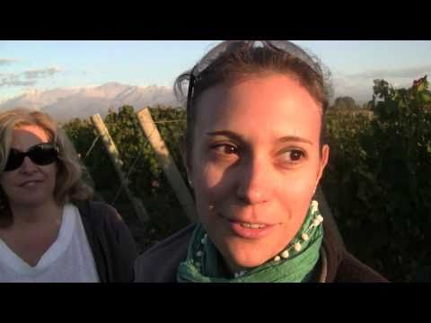 2011 Harvest Begins! Montesquieu Winery Helps Brin...