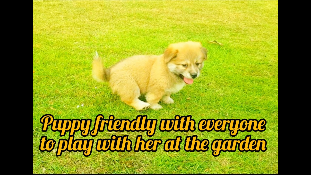 Puppy friendly with everyone to play with her at the garden YouTube