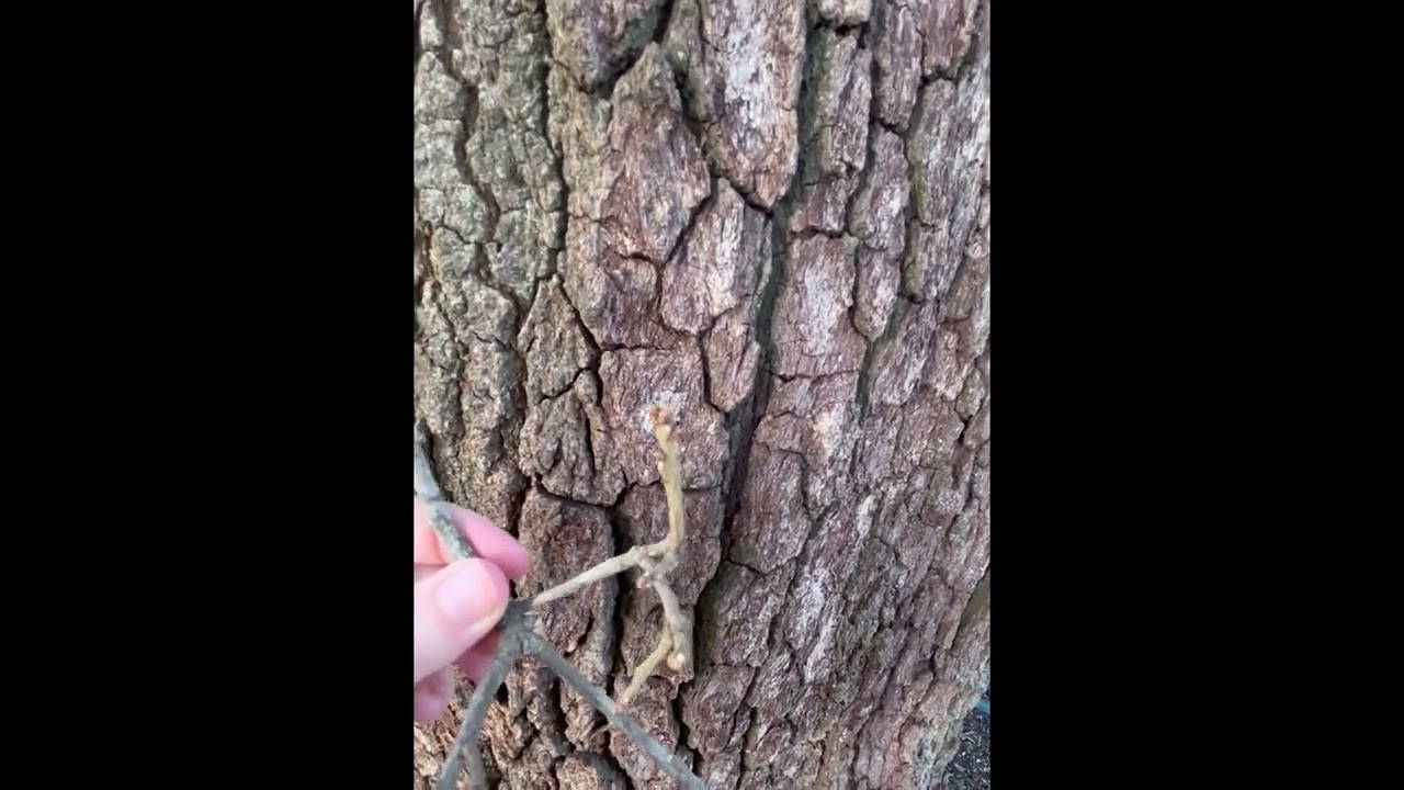 Live Oak: Quercus virginiana