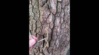 Live Oak: Quercus virginiana