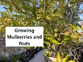 Growing Mulberries & Nuts