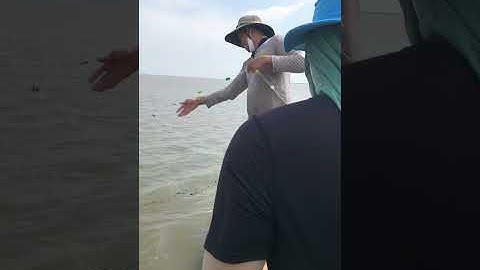 1 ngày dăn cá đối trên biển Cần Giờ# CầnGiờQuanhTa