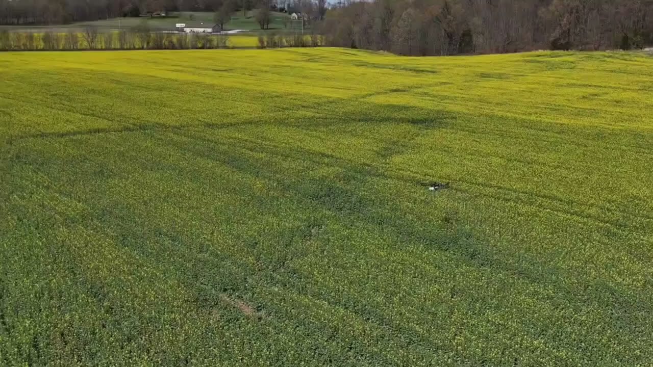 Drone Flight- Canola Field