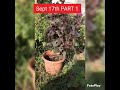 my flowers part 1. having fun