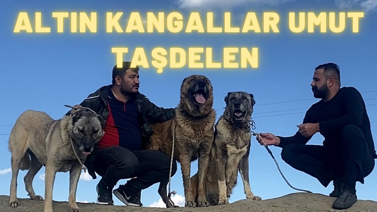 KURT GİBİ KANGALLAR ALTIN KANGALLAR UMUT TAŞDELEN İŞLETMESNDEKİ EŞSİZ KANGALLAR