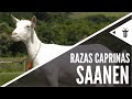 Saanen | Razas caprinas