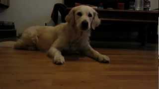 Mit Schlucken Und Würgen, Den Retriever, Denalba, Alba