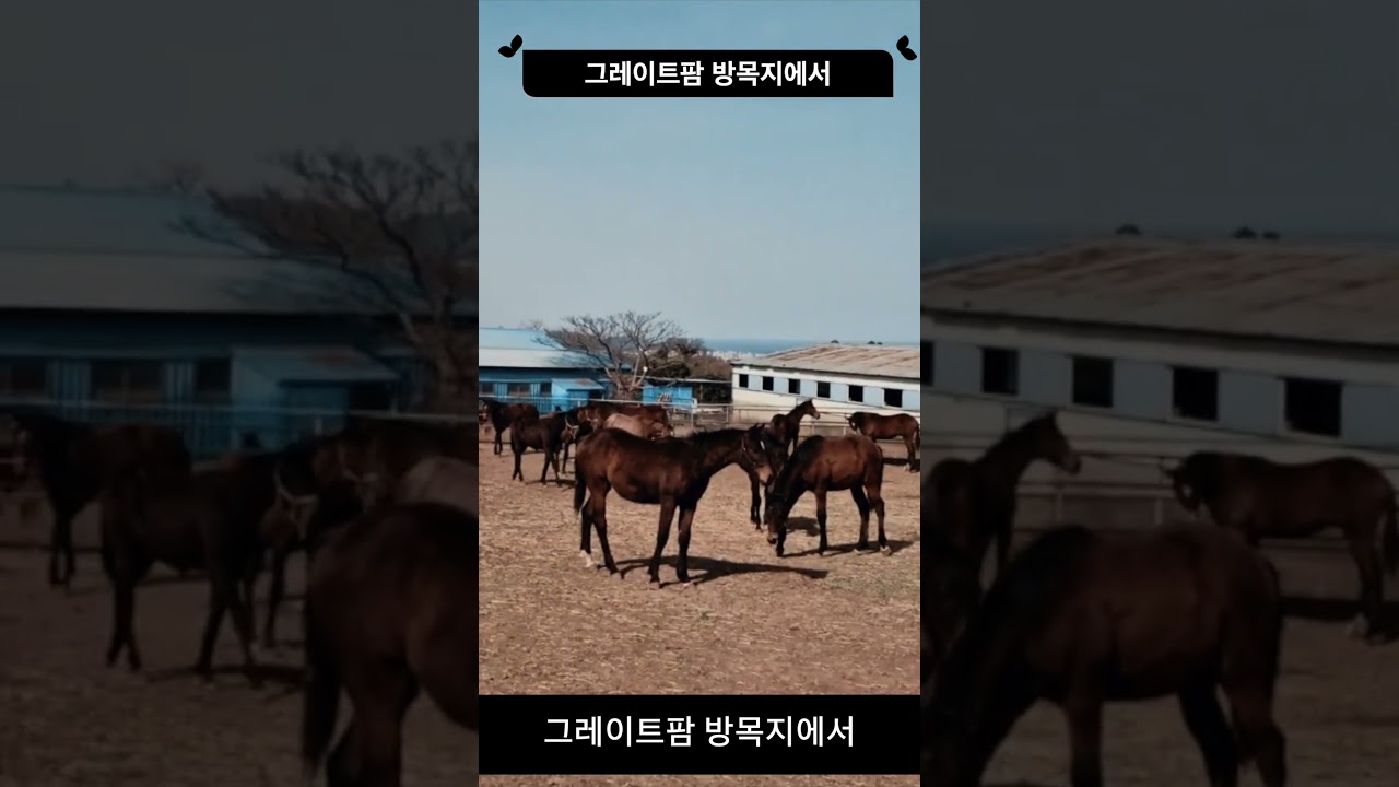그레이트팜 방목지에서