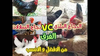 الفرق بين الدجاج البلدي و دجاج السلالات