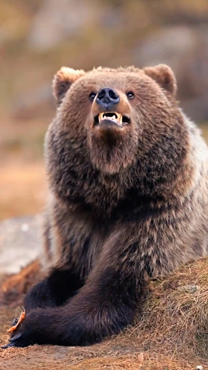 GRIZZLY 🐻 FUNNY MOMENT 😁 GRIZZLY LAUGHING 😂