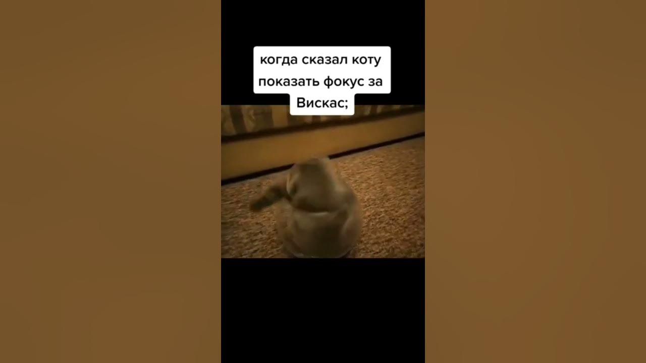 Коты - это жидкость / Лев Вишня