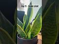 Day 11 - Snake Plant #dailyupdates #snakeplant #hobby #indoorplants #growing #healthyplant