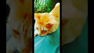Rosy kitten's cute look #kitten #cat