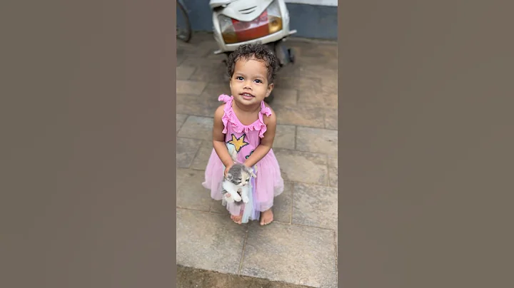 Video 6356741: persian cat, cute calico kitten, home pets