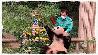 (SUB) Baby Panda's Birthday Party!!!│ Panda Family🐼