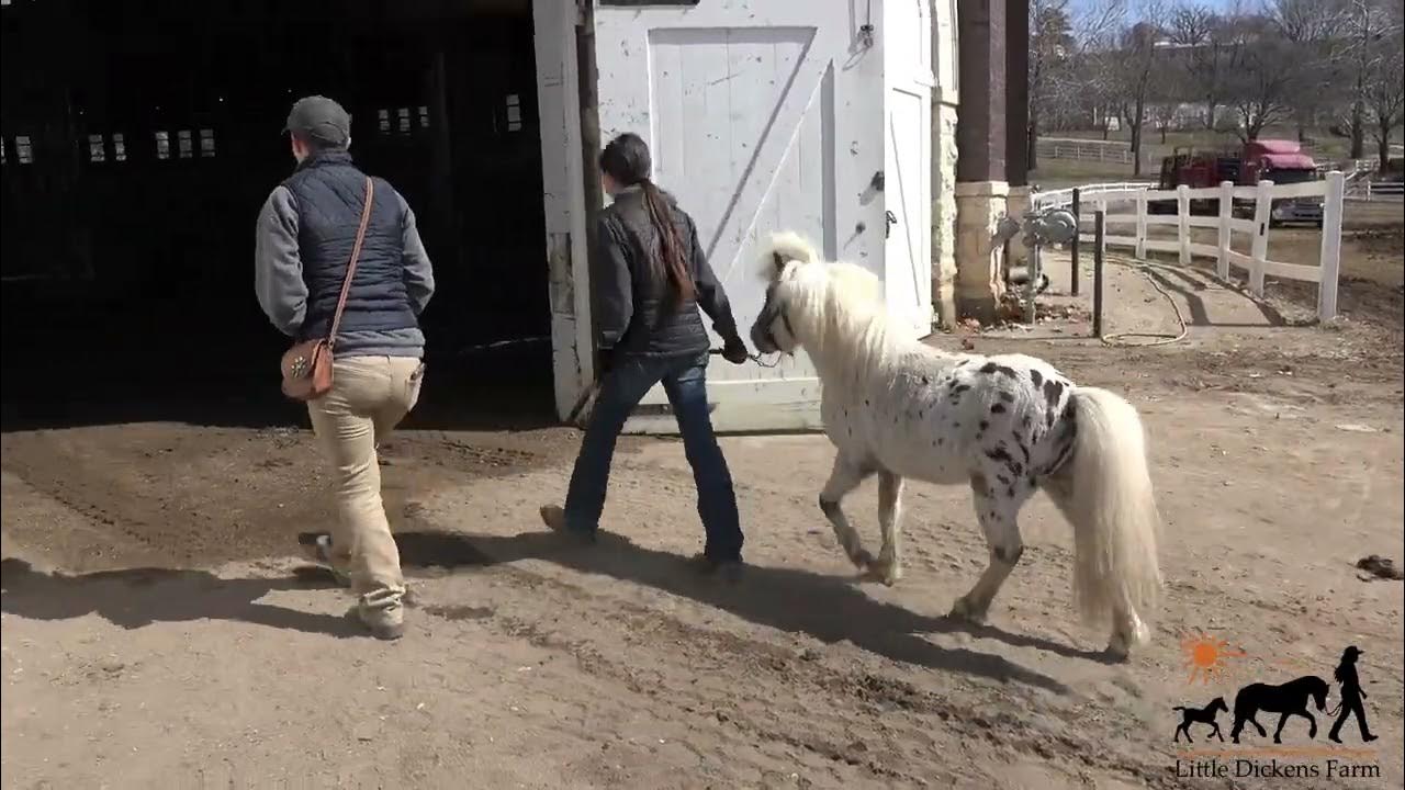 Iowa Horse Fair Parade of Stallions YouTube