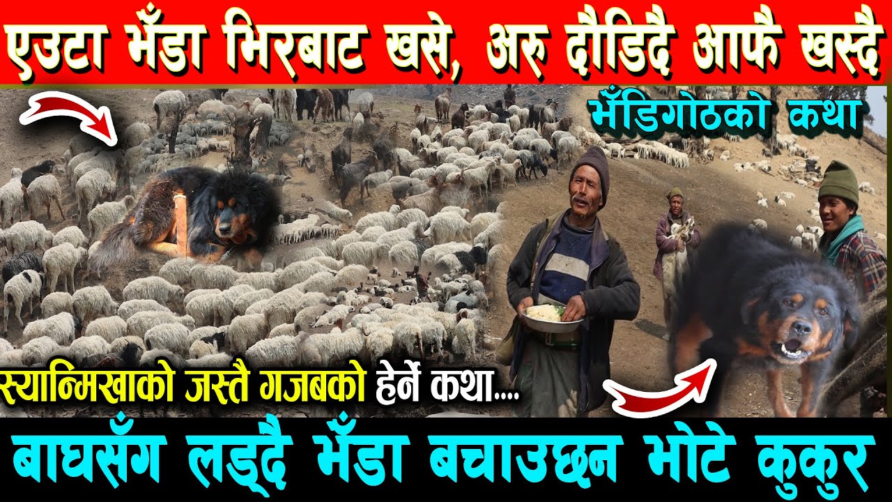 एउटा भेडा भिरबाट खसेपछी सबै भेडा खस्ने,अचम्मको भेडी गोठ,गोठाला र भोटे कुकुर Bhedi Goth Herne Katha