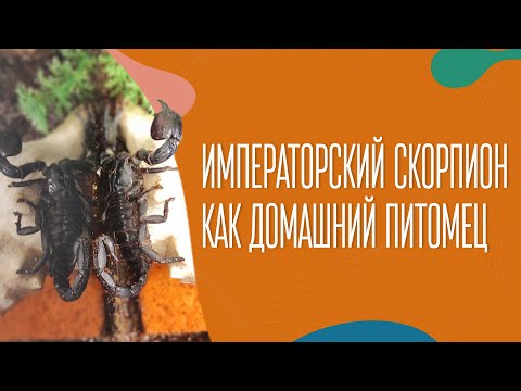 Императорский скорпион как домашний питомец