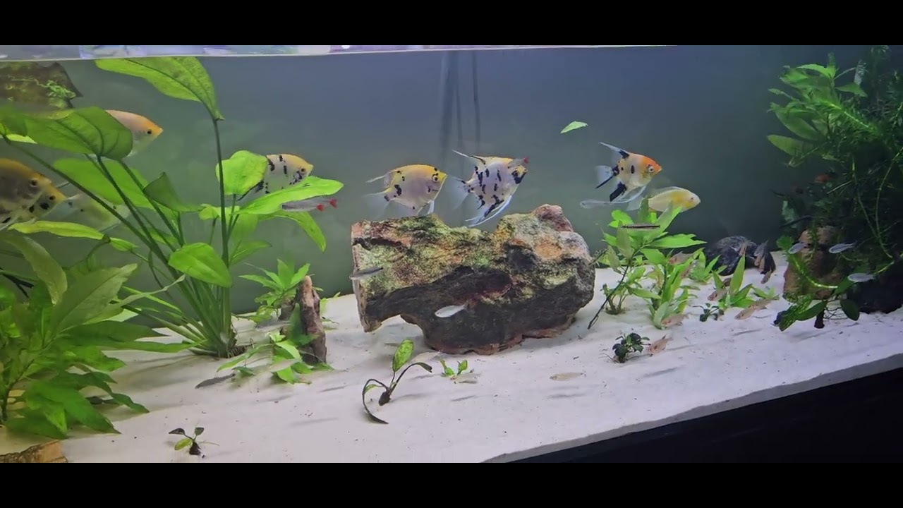 Meu aquário #MRBETTA